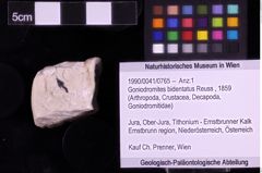 Foto (Objket + Etiketten) von Goniodromites bidentatus (Reuss, 1859) 